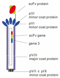 图二  M13噬菌体结构示意图