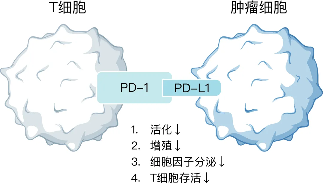 PD-1/PD-L1抑制T细胞活化、增殖等功能