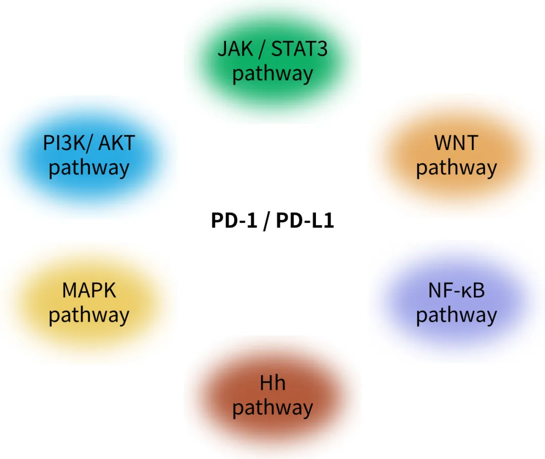 多种信号通路可调节PD-1/PD-L1表达