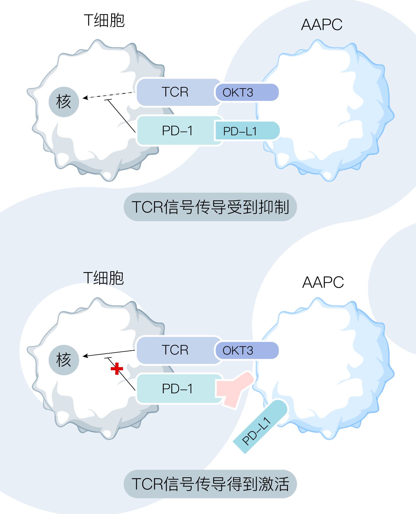 体外PD-1筛选示意图