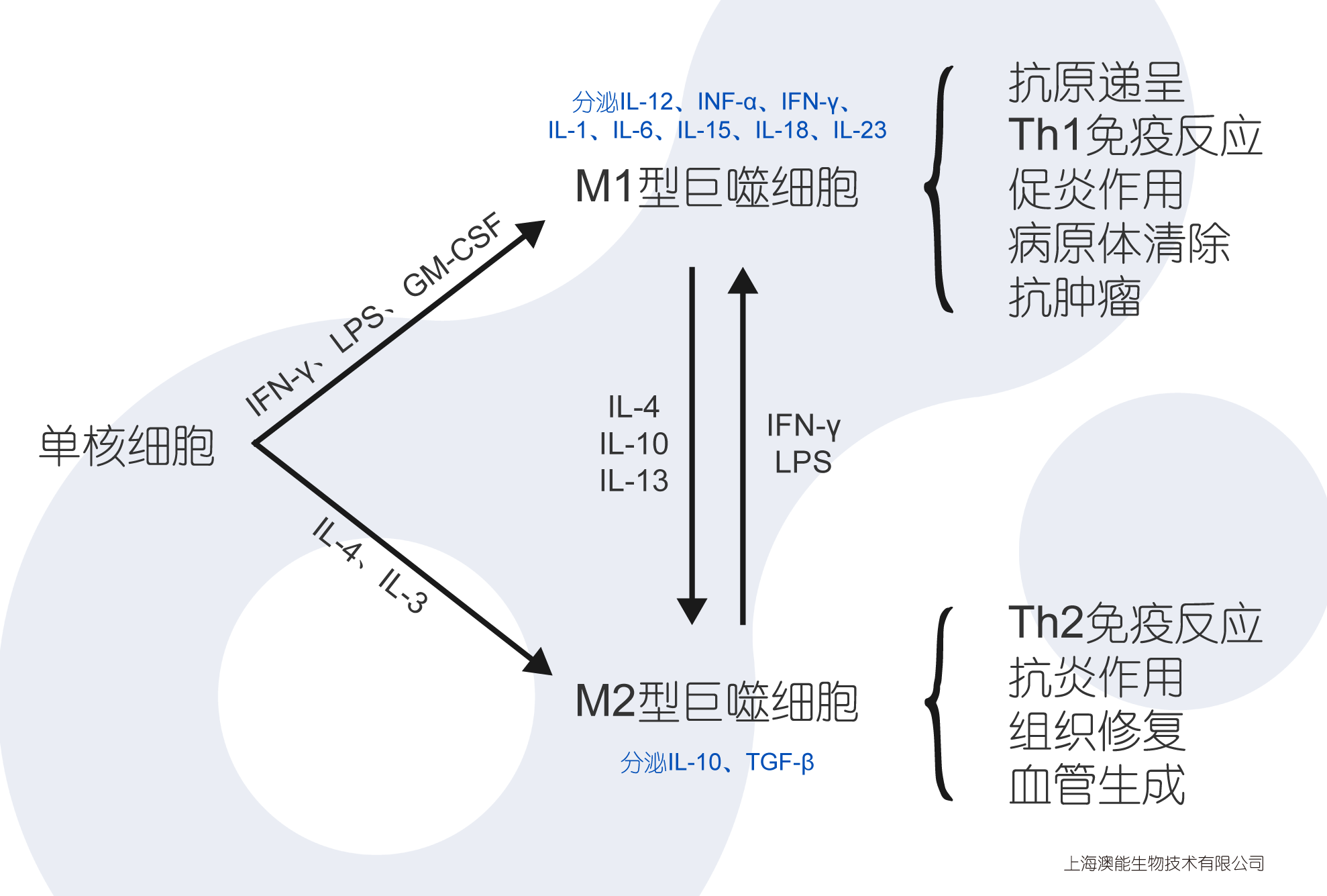 巨噬细胞主要分化类型及特性