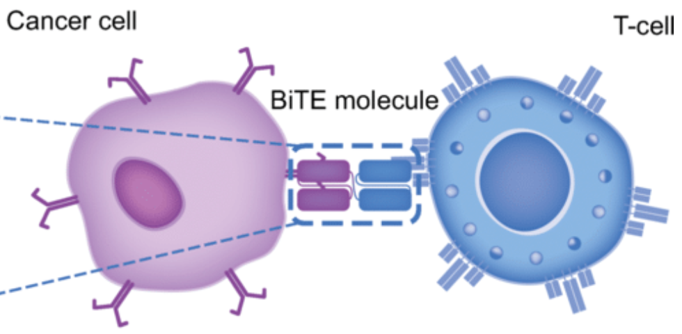 BiTE