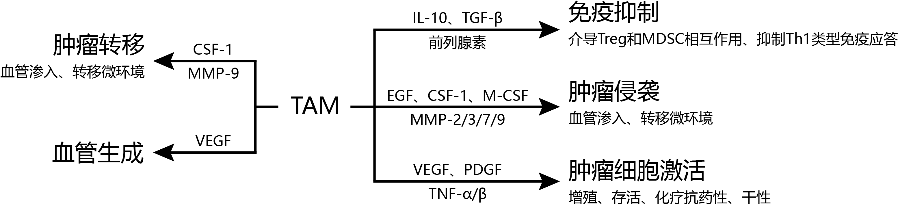 TAM功能与相关细胞因子